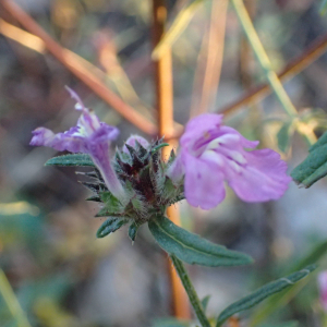 Photographie n°2760113 du taxon Galeopsis angustifolia Ehrh. ex Hoffm.