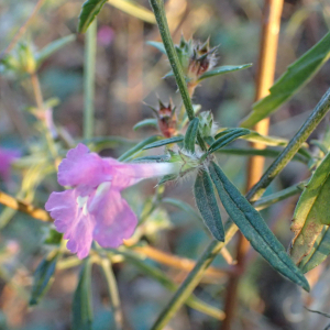 Photographie n°2760114 du taxon Galeopsis angustifolia Ehrh. ex Hoffm.