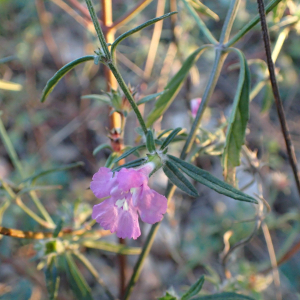 Photographie n°2760115 du taxon Galeopsis angustifolia Ehrh. ex Hoffm.