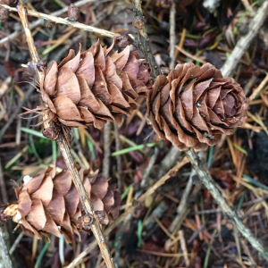 Photographie n°2760134 du taxon Larix x marschlinsii Coaz [1917]