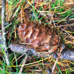 Photographie n°2760146 du taxon Larix x marschlinsii Coaz [1917]