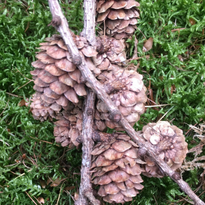  - Larix x marschlinsii Coaz [1917]