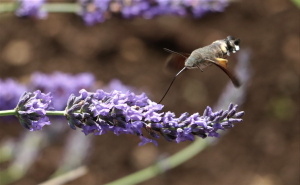 Gisèle Arliguie, le 26 juin 2020 (Baladou)