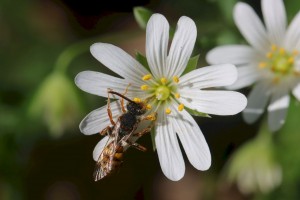 Barbara Mai, le 16 avril 2022 (Melesse)