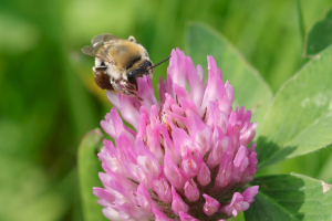Barbara Mai, le 28 avril 2022 (Melesse)