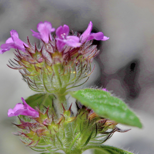 Photographie n°2760502 du taxon Clinopodium vulgare L. [1753]