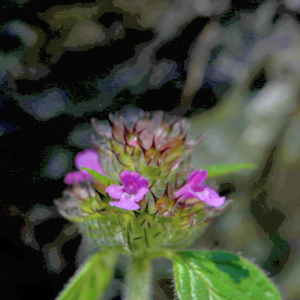 Photographie n°2760504 du taxon Clinopodium vulgare L. [1753]