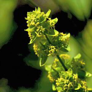 Photographie n°2760508 du taxon Cruciata laevipes Opiz [1852]