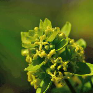 Photographie n°2760510 du taxon Cruciata laevipes Opiz [1852]