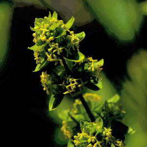 Photographie n°2760512 du taxon Cruciata laevipes Opiz [1852]