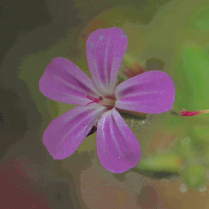 Photographie n°2760536 du taxon Geranium robertianum L. [1753]