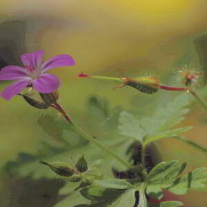 Photographie n°2760538 du taxon Geranium robertianum L. [1753]