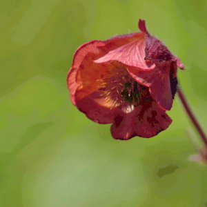 Photographie n°2760548 du taxon Geum rivale L. [1753]