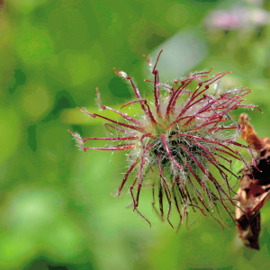 Photographie n°2760554 du taxon Geum rivale L. [1753]