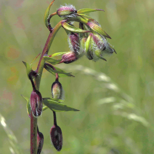 Photographie n°2760919 du taxon Lilium martagon L. [1753]