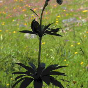 Photographie n°2760920 du taxon Lilium martagon L. [1753]