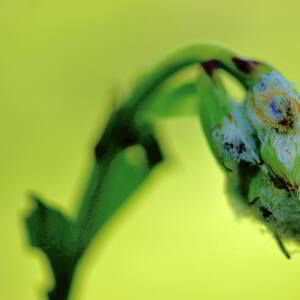 Photographie n°2760921 du taxon Lilium martagon L. [1753]