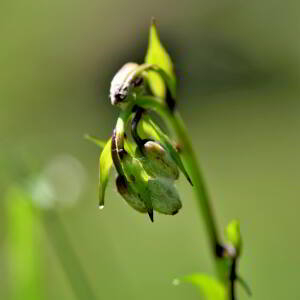 Photographie n°2760922 du taxon Lilium martagon L. [1753]