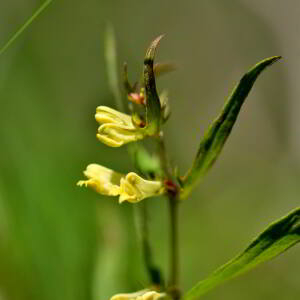 Photographie n°2760925 du taxon Melampyrum pratense L. [1753]