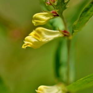 Photographie n°2760926 du taxon Melampyrum pratense L. [1753]