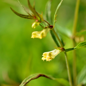 Photographie n°2760930 du taxon Melampyrum pratense L. [1753]