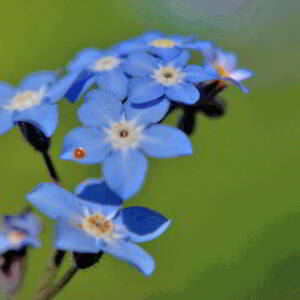 Photographie n°2760933 du taxon Myosotis arvensis (L.) Hill [1764]