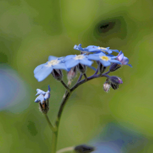 Photographie n°2760935 du taxon Myosotis arvensis (L.) Hill [1764]
