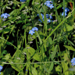 Photographie n°2760937 du taxon Myosotis arvensis (L.) Hill [1764]