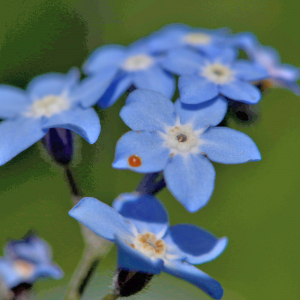 Photographie n°2760938 du taxon Myosotis arvensis (L.) Hill [1764]