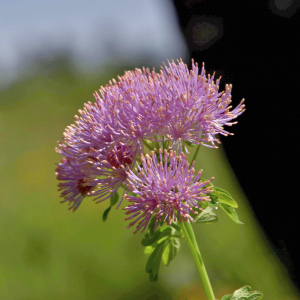 Photographie n°2761006 du taxon Thalictrum aquilegiifolium L. [1753]