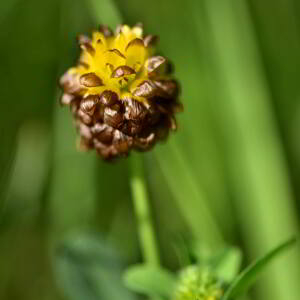 Photographie n°2761015 du taxon Trifolium spadiceum L. [1755]