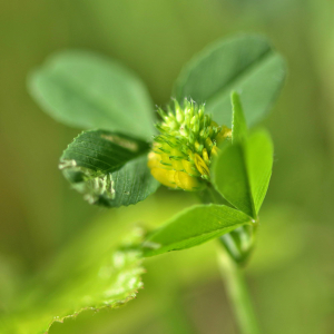 Photographie n°2761018 du taxon Trifolium spadiceum L. [1755]