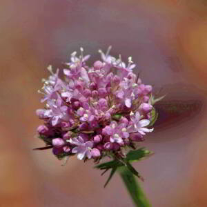 Valeriana dioica L. (Petite Valériane)