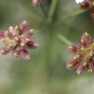 Photographie n°2761061 du taxon Torilis japonica (Houtt.) DC. [1830]