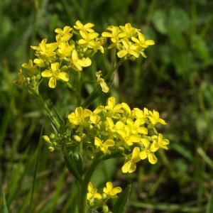 Photographie n°2761967 du taxon Bunias orientalis L.