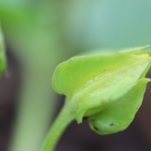 Photographie n°2762344 du taxon Lysimachia nummularia L. [1753]