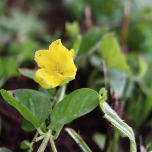 Photographie n°2762345 du taxon Lysimachia nummularia L. [1753]