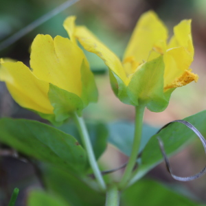 Photographie n°2762346 du taxon Lysimachia nummularia L. [1753]