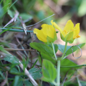 Photographie n°2762347 du taxon Lysimachia nummularia L. [1753]