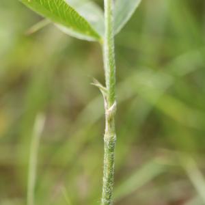 Photographie n°2763076 du taxon Trifolium montanum L. [1753]