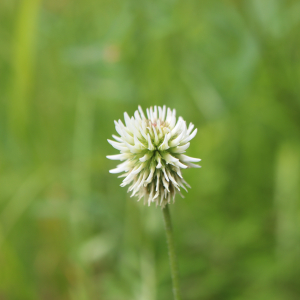 Photographie n°2763077 du taxon Trifolium montanum L. [1753]