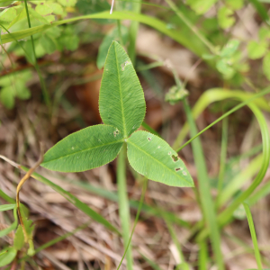 Photographie n°2763079 du taxon Trifolium montanum L. [1753]