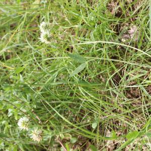 Photographie n°2763082 du taxon Trifolium montanum L. [1753]