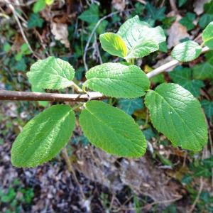 Photographie n°2763370 du taxon Viburnum lantana L. [1753]