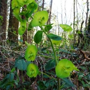 Photographie n°2763378 du taxon Euphorbia amygdaloides L. [1753]