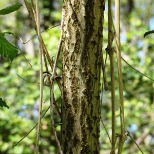 Photographie n°2763576 du taxon Sambucus nigra L. [1753]