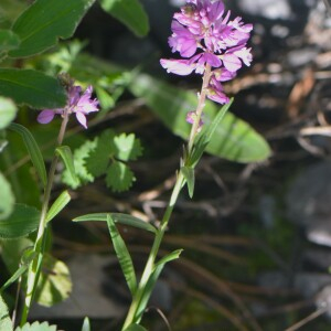  - Polygala comosa Schkuhr [1796]