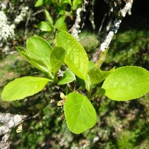 Photographie n°2763665 du taxon Prunus domestica L. [1753]