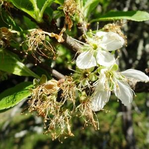 Photographie n°2763666 du taxon Prunus domestica L. [1753]