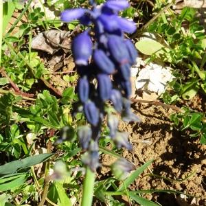 Photographie n°2763668 du taxon Muscari neglectum Guss. ex Ten. [1842]